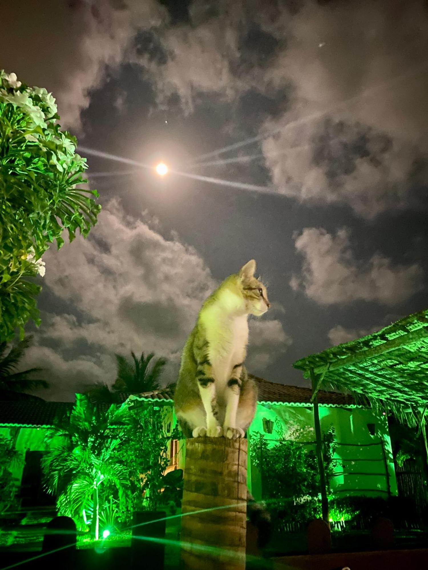 Villa Corsica เปรอา ภายนอก รูปภาพ